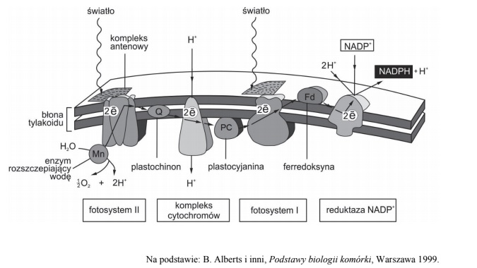 Reakcje świetlne fotosyntezy, łańcuch transportu elektronów, znaczenie fotosystemów.