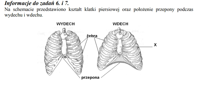 Ruchy klatki piersiowej, a wentylacja.