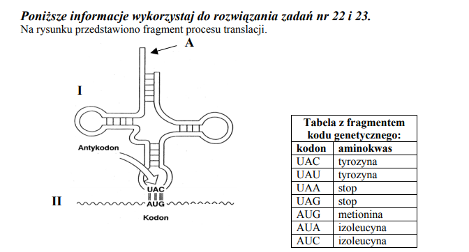 Rejony tRNA i ich znaczenie