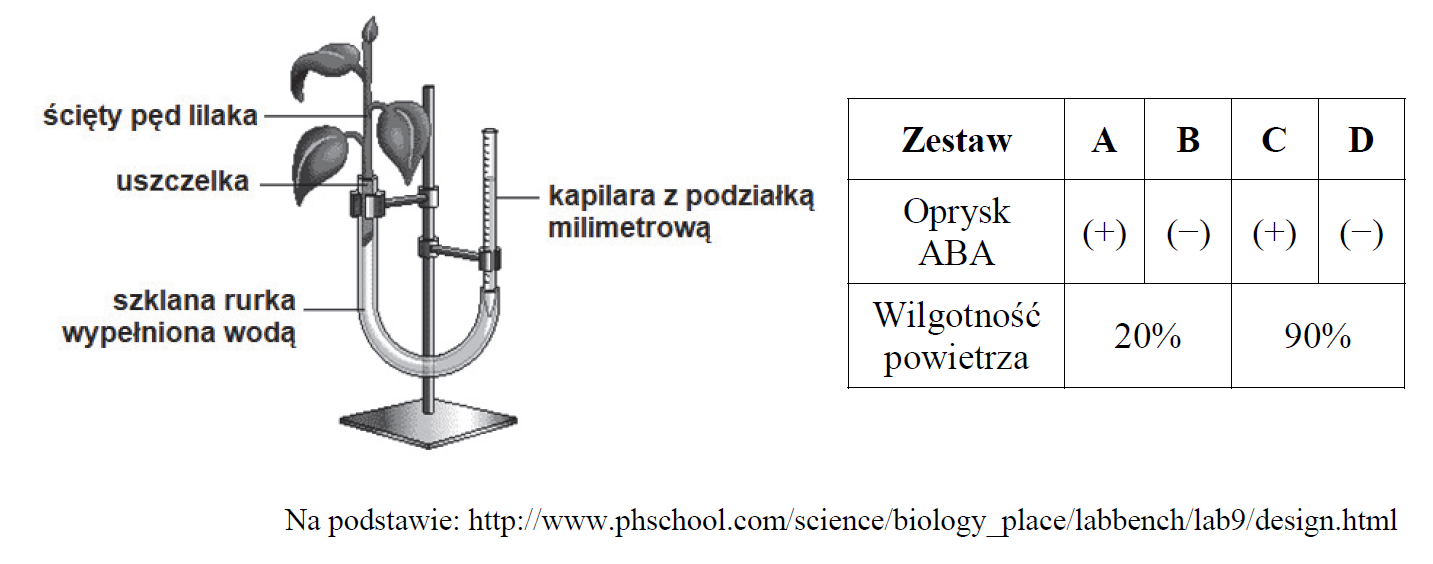 Kwas absycynowy, transpiracja.