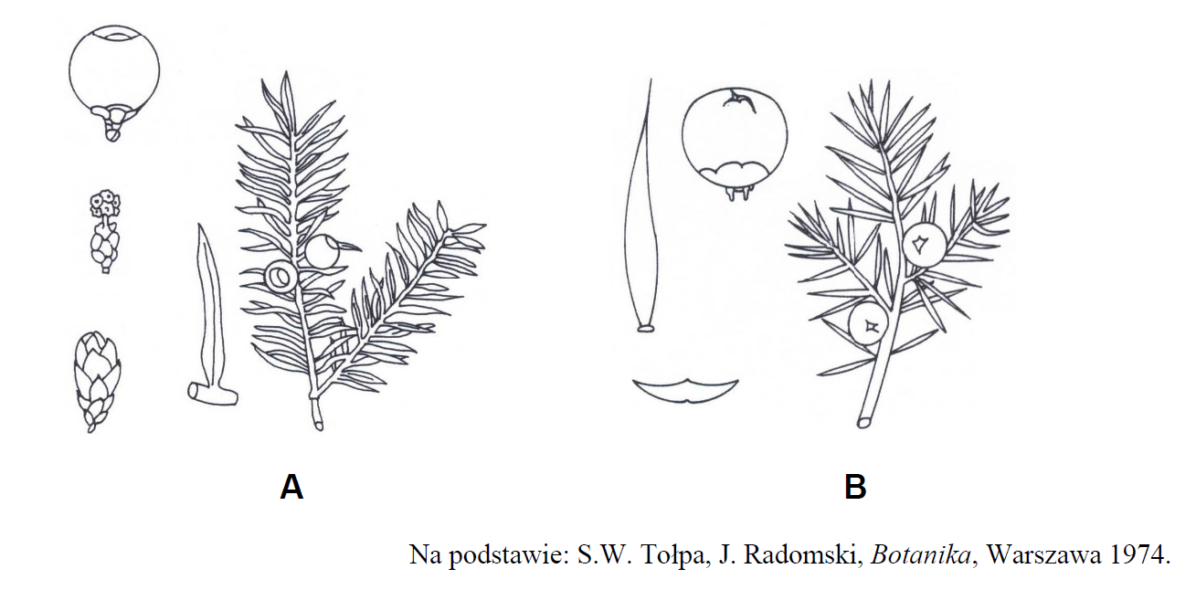 Rozpoznawanie roślin iglastych. Rośliny nagonasienne.