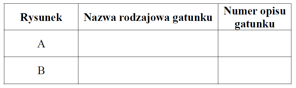 Rozpoznawanie roślin iglastych. Rośliny nagonasienne.