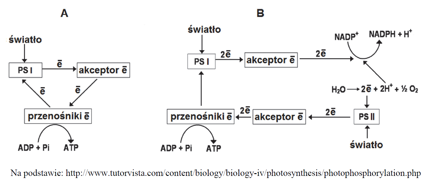 Faza fotosyntezy zależna od światła. Fosforylacja cykliczna i niecykliczna.