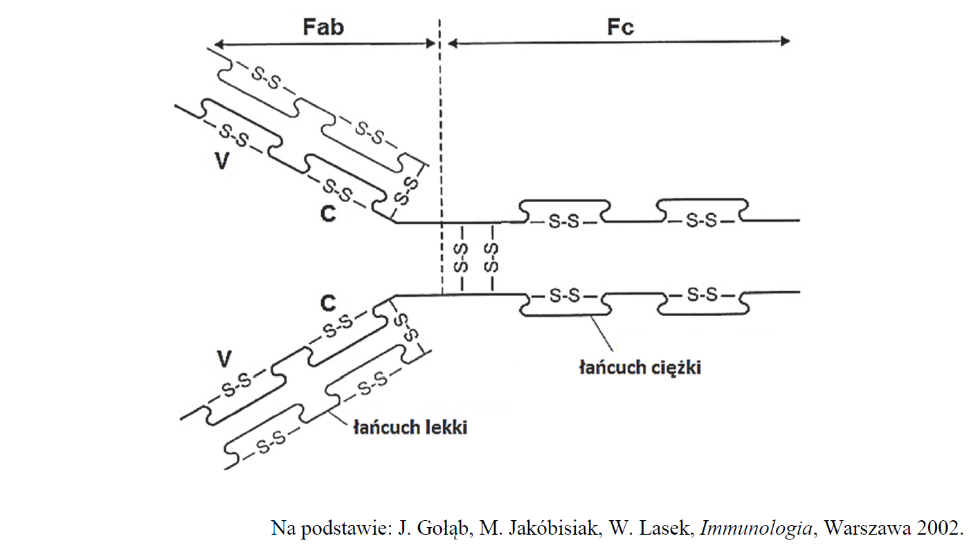 Budowa przeciwciał IgG, łańcuchy lekkie i łańcuchy ciężkie.