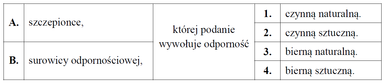 Budowa przeciwciał IgG, łańcuchy lekkie i łańcuchy ciężkie.