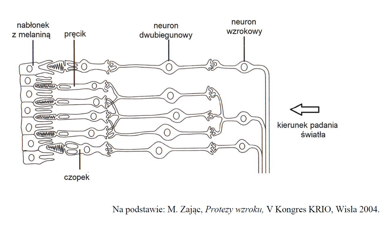 Budowa siatkówki oka. Neuron dwubiegunowy.