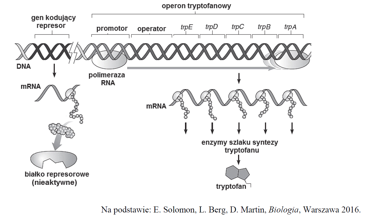 Operon tryptofanowy u bakterii.