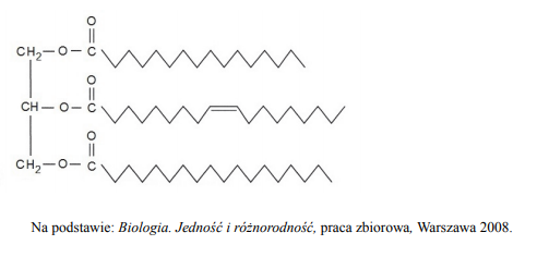 Rola tłuszczy właściwych w organizmie człowieka