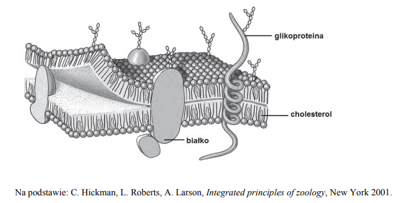 Budowa błony komórkowej komórki zwierzęcej.