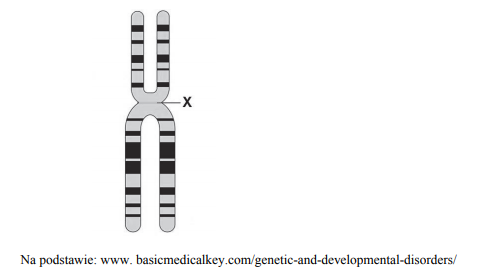 Podział chromosomu w procesie mejozy.
