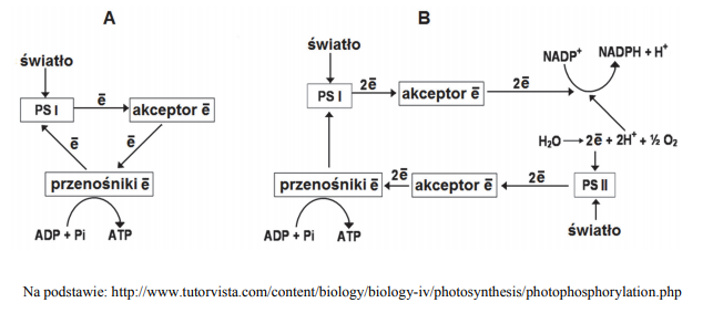 Faza jasna fotosyntezy. Fosforylacja cykliczna i niecykliczna.