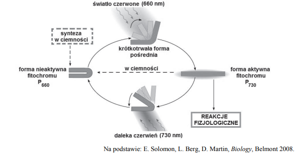Reakcje fotoperiodyczne. Przekształcanie fitochromu.