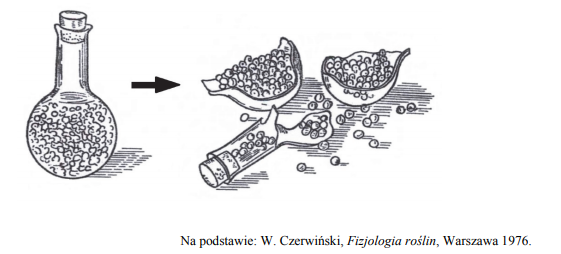 Pęcznienie nasion. Zjawisko imbibicji.