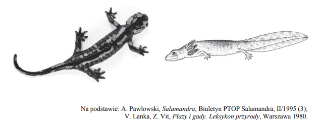 Cechy budowy płazów odróżniające je od gadów. Rozwój i rozmnażanie salamandry.