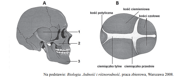 Nazwy kości czaszki. Znaczenie ciemiączka.
