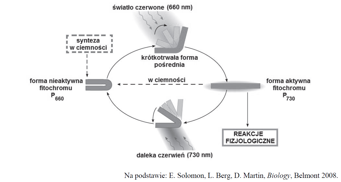 Rośliny dnia krótkiego i długiego. Mechanizm działania fitochromu.