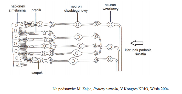 Komórki światłoczułe. Komórki i pręciki. Neuron dwubiegunowy w oku.