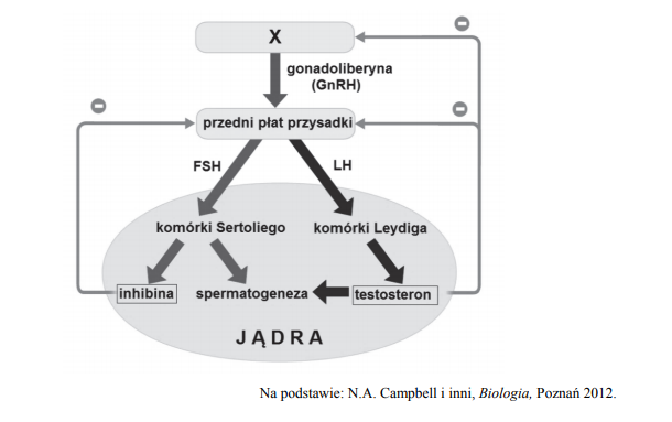 Mechanizm hormonalnej kontroli aktywności gonad męskich.