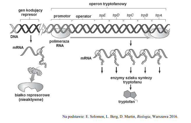 Mechnizm działania operonu tryptofanowego. Mutacja represora.