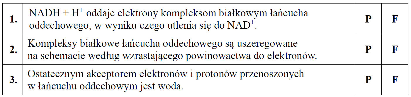 Działanie kompleksów białkowych łańcucha oddechowego i syntazy ATP