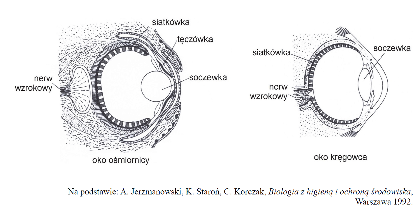 Oko ośmiornicy i oko kręgowca.