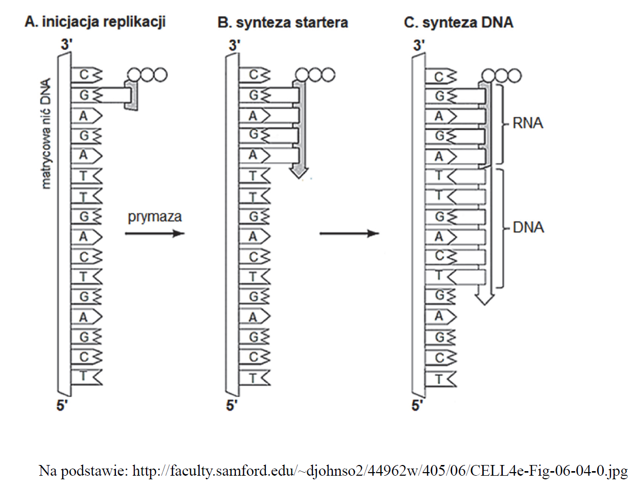W procesie replikacji DNA bierze udział m.in. prymaza…