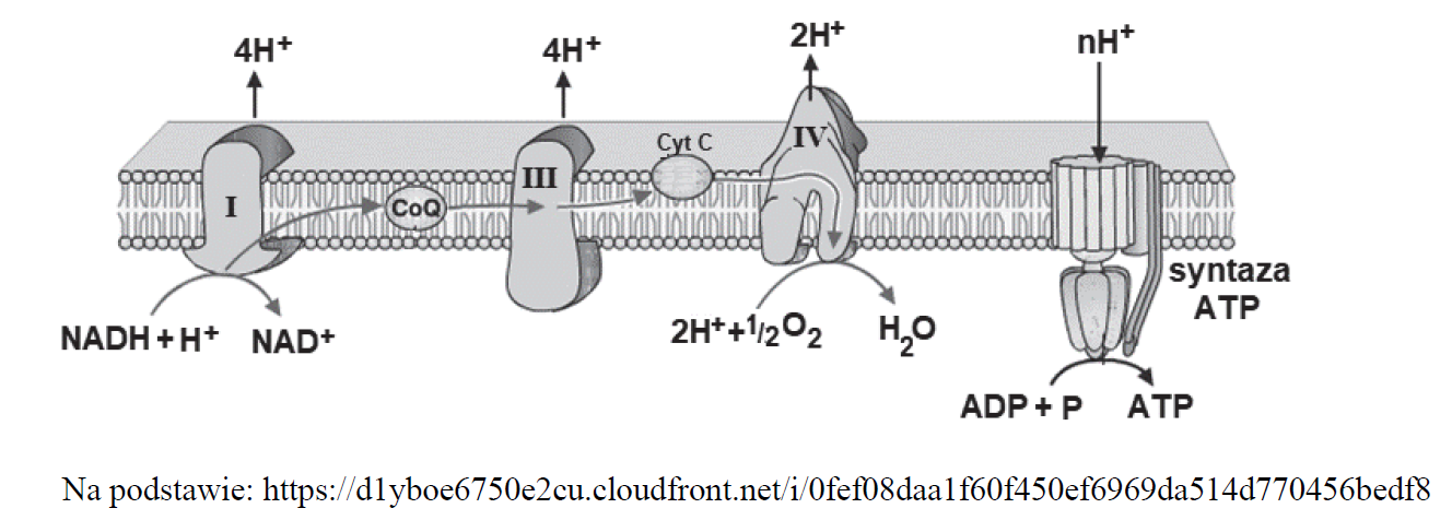 Struktura i funkcjonowanie łańcucha oddechowego.
