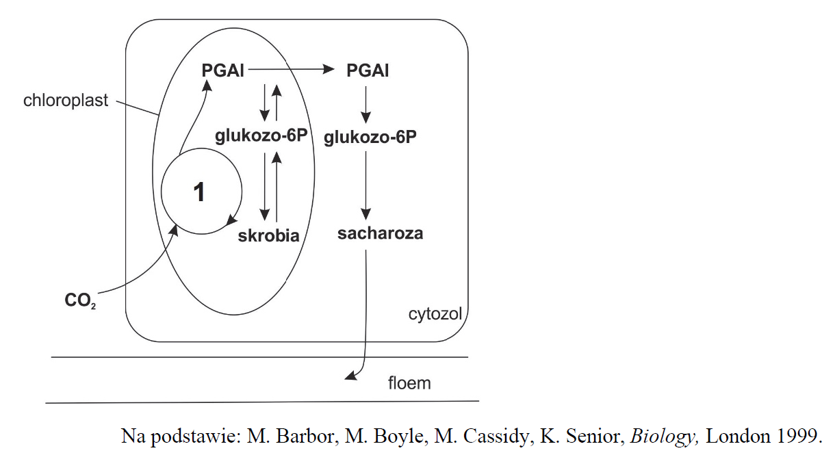 Proces asymilacji CO2 oraz przemiany jej produktów zachodzące w komórce mezofilu.