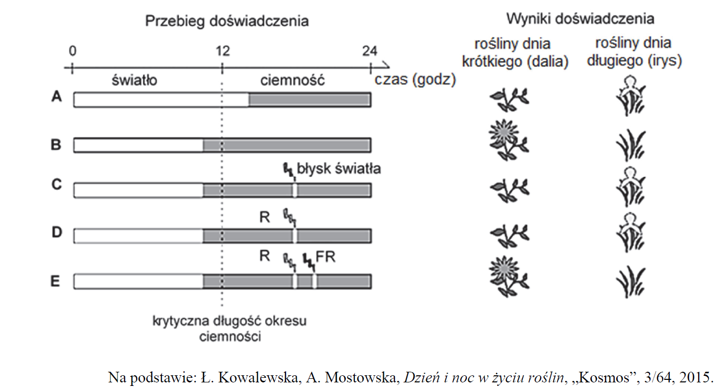 Jak fotoperiod wpływa na zakwitanie dalii i kosaćca?
