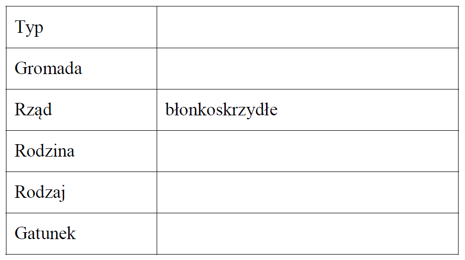 Przynależność systematyczną pszczoły miodnej (Apis mellifera).