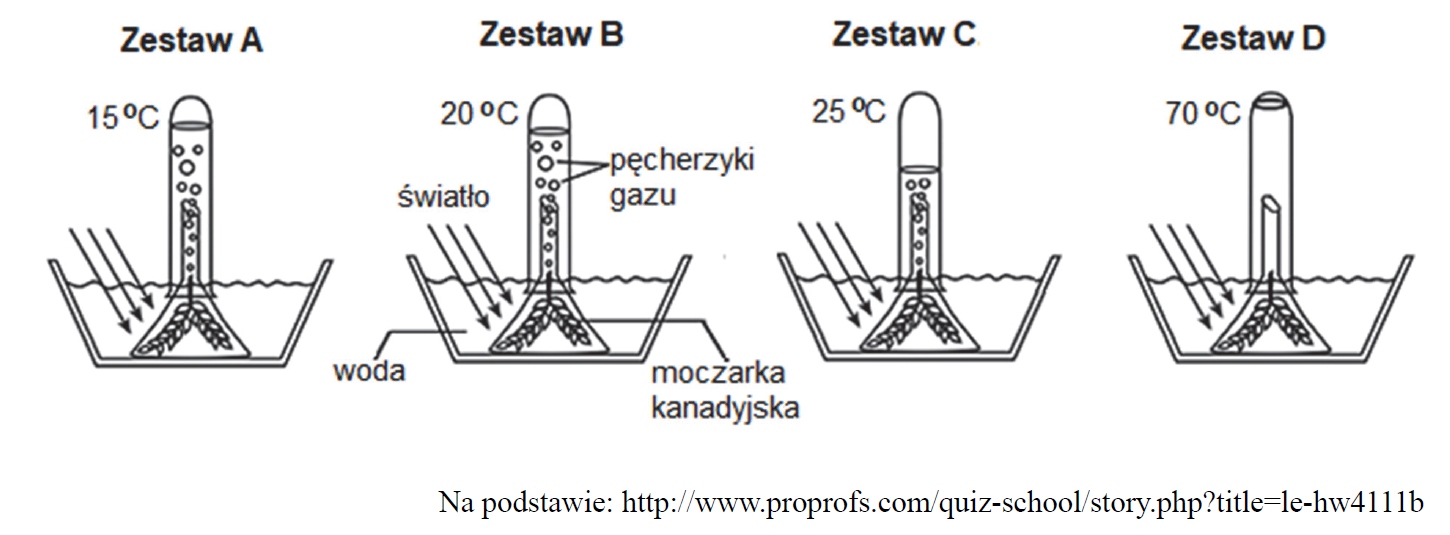 Przebieg fotosyntezy u moczarki kanadyjskiej.