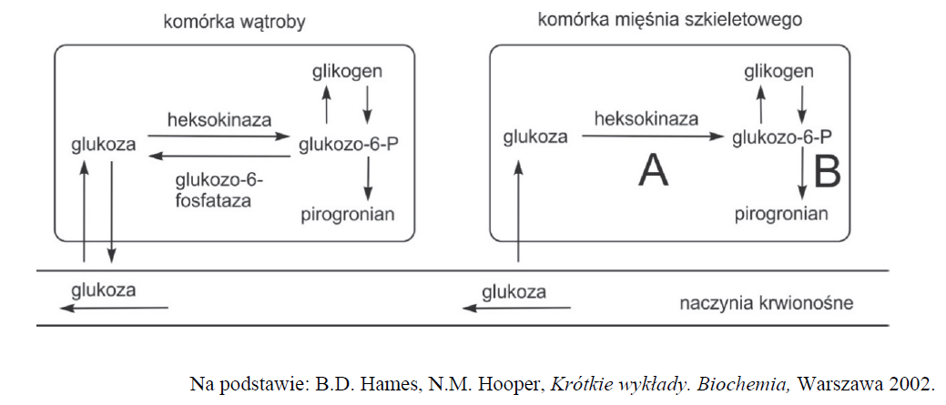 Metabolizm glukozy w komórkach wątroby i mięśnia szkieletowego.