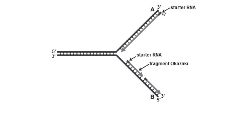 Dlaczego synteza komplementarnych nici polinukleotydowych przebiega w inny sposób wzdłuż nici A niż wzdłuż nici B?