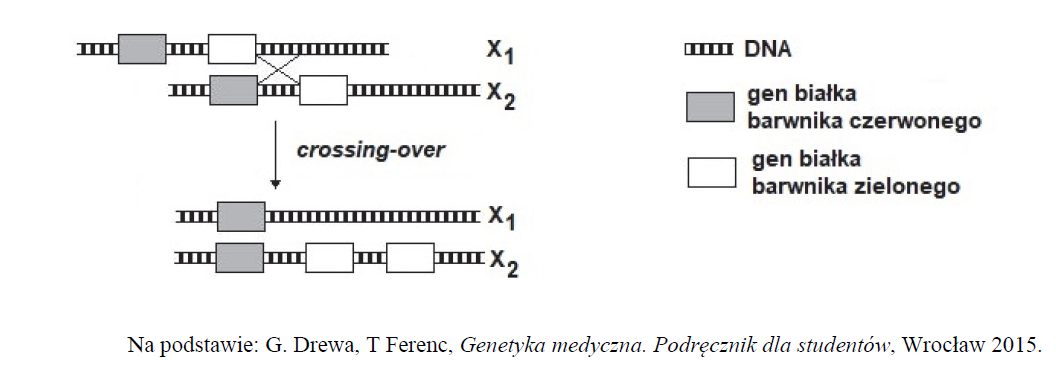 Opisz skutki nietypowego crossing-over w każdym z chromosomów X tej kobiety