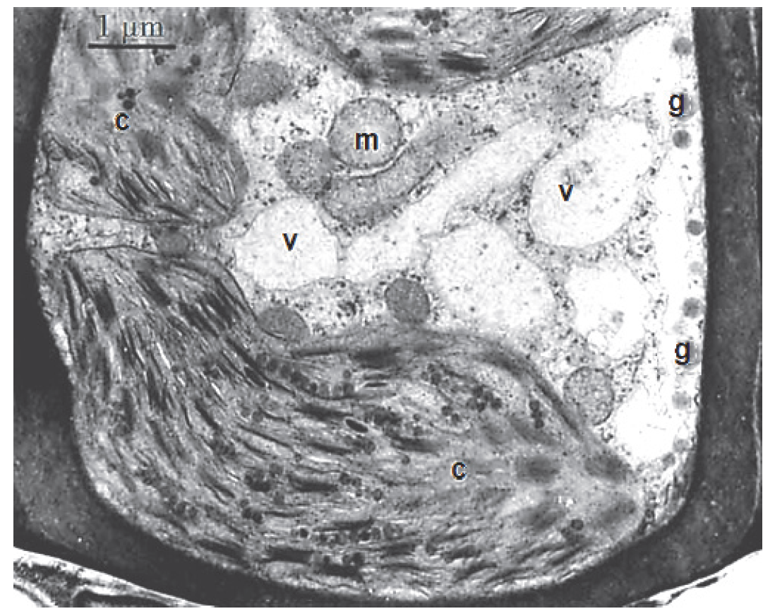 Fragment pewnej komórki mchu złotowłosa strojnego.