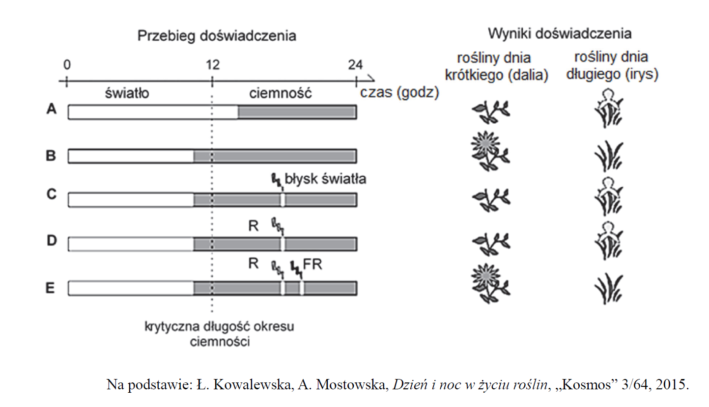 zależności między przerywaniem ciemności błyskami światła czerwonego i błyskami światła dalekiej czerwieni a zakwitaniem kosaćca