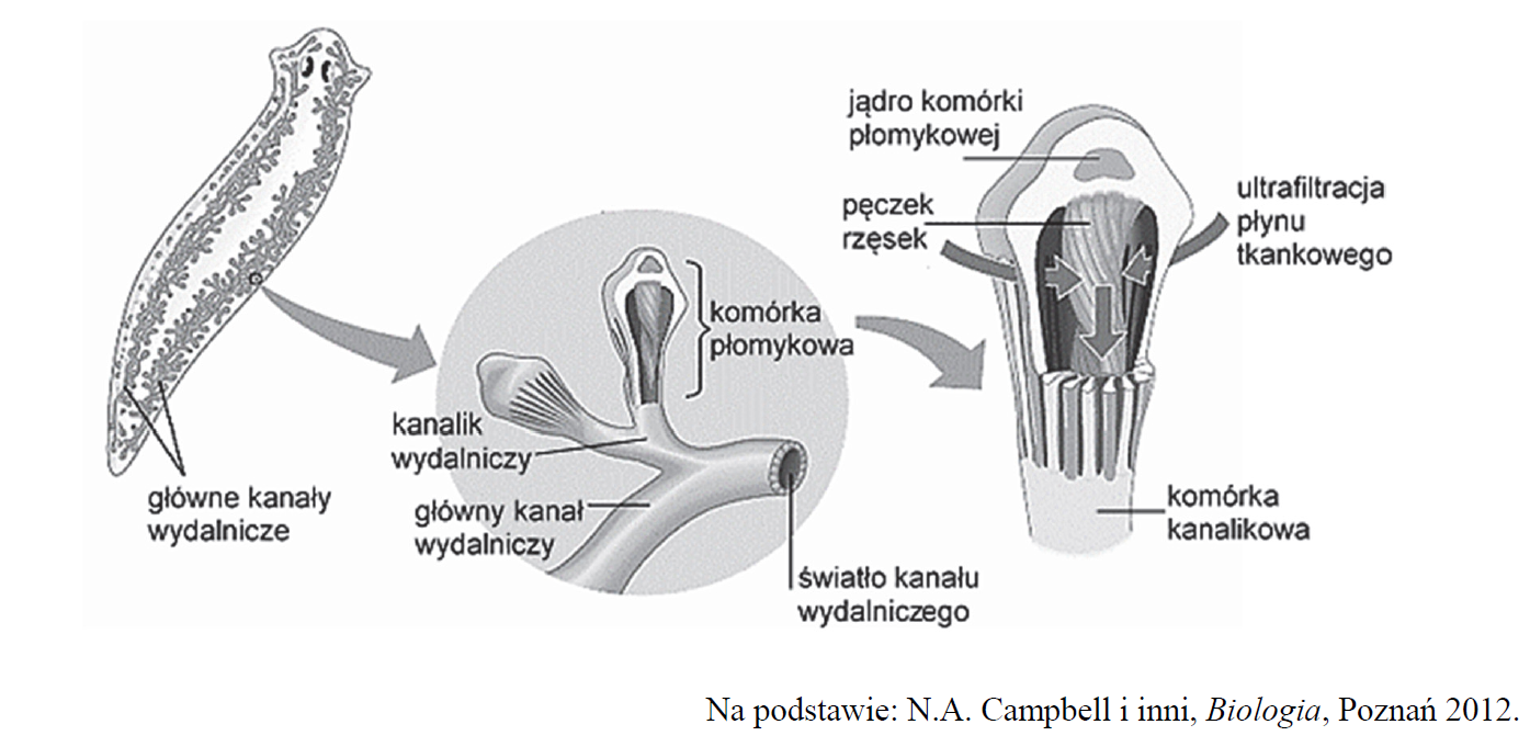 Budowa układu protonefrydialnego u przedstawiciela wolnożyjących płazińców.