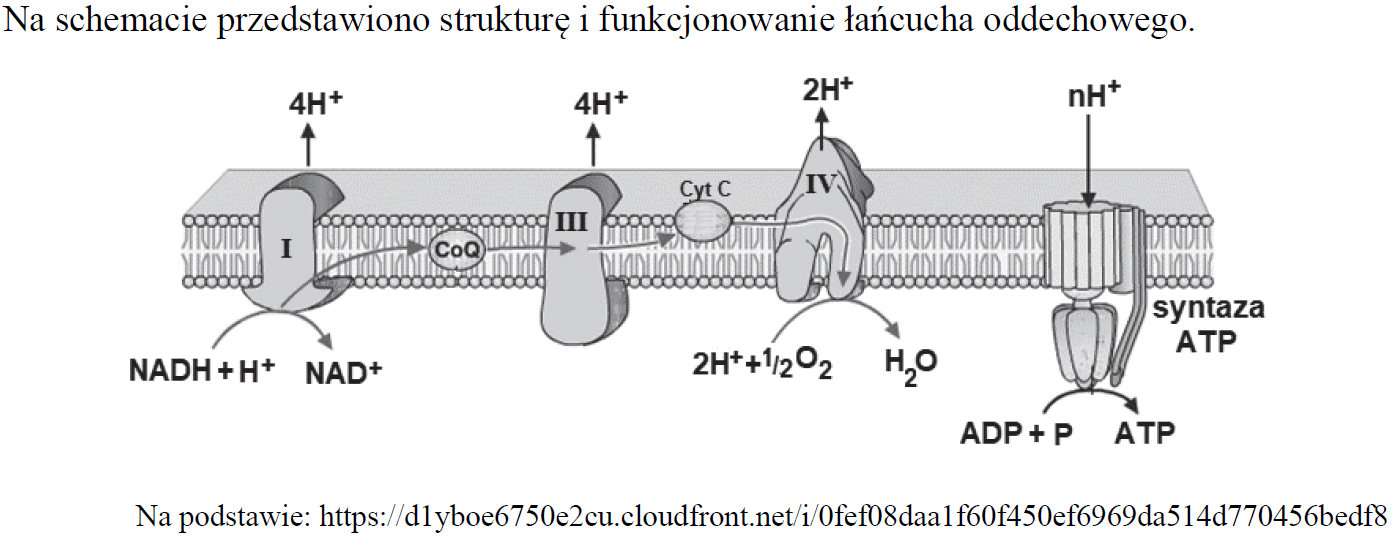 Działanie kompleksów białkowych łańcucha oddechowego i syntazy ATP