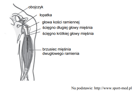 Tkanki budujące narządy ruchu u człowieka.