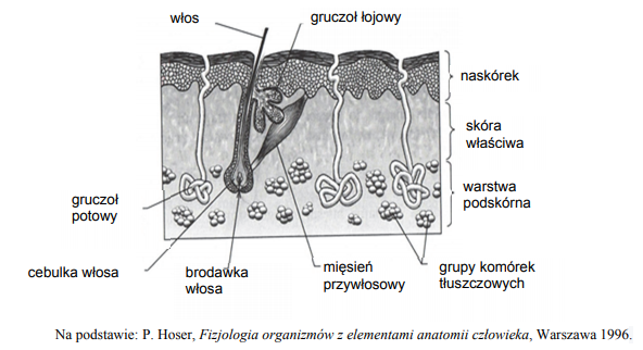 Budowa skóry i związek z ochroną przed utratą ciepła