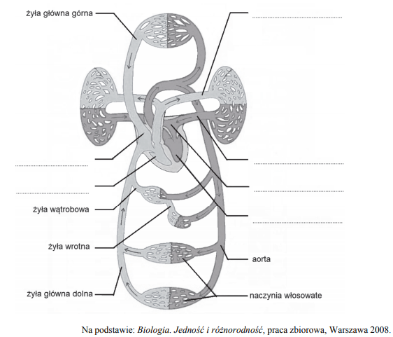 Elementy budowy układu krwionośnego.