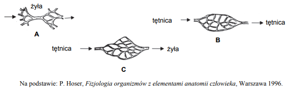 Sposoby połączeń naczyń włosowatych.