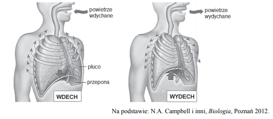 Zmiany objętości klatki piersiowej podczas wdechu i wydechu.