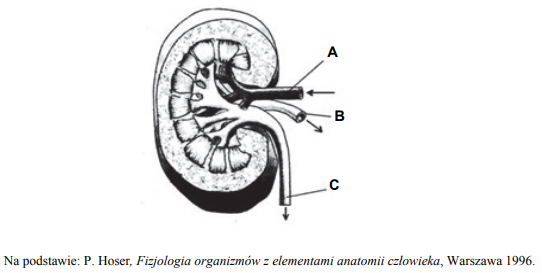 Naczynia krwionośne doprowadzające i odprowadzające krew z nerki.