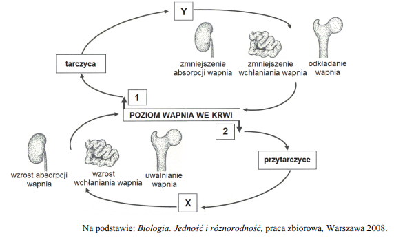 Regulacja stężenia wapnia w organizmie poprzez hormony.