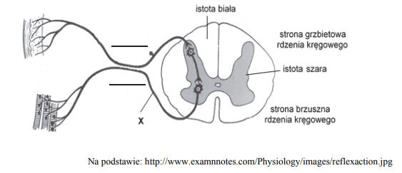 Droga impulsu nerwowego w czasie reakcji odruchowej.