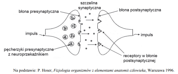 Różnice w przemieszczaniu się impulsu w obrębie synapsy neuronu i błony.