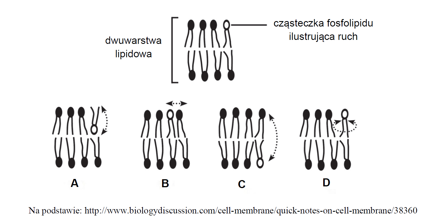 Budowa błony komórkowej, dwuwarstwa fosfolipidowa