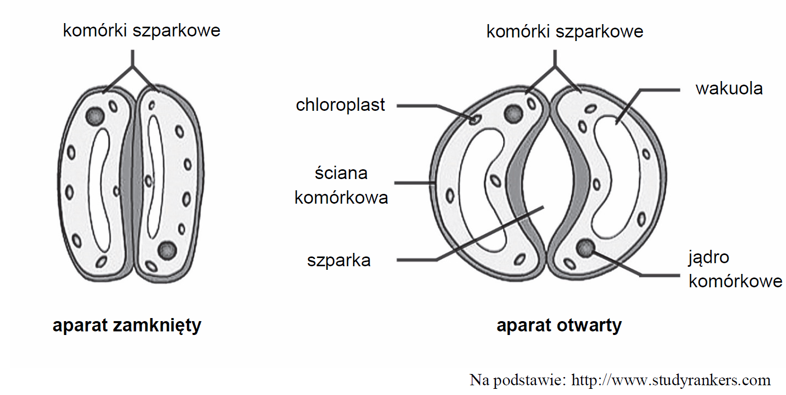 Mechanizm otwierania i zamykania aparatu szparkowego.