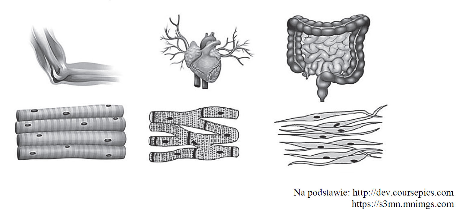 Biceps, serce, mięśnie budujące jelito cienkie. Tkanki mięśniowe.
